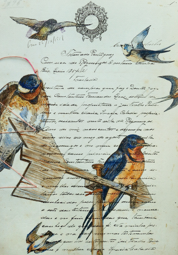 Swallows illustration